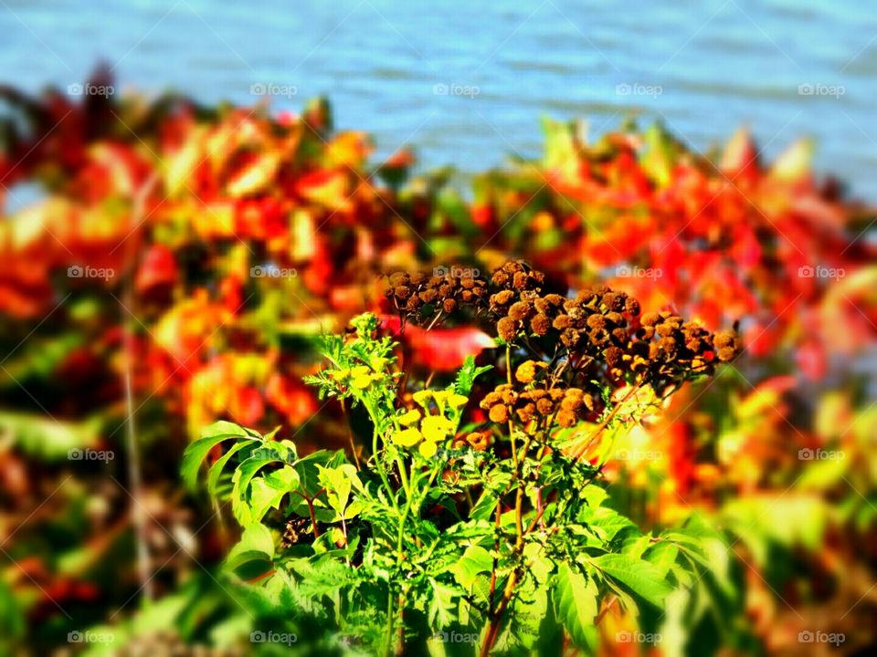 vibrant colors of flowers and foliage up close