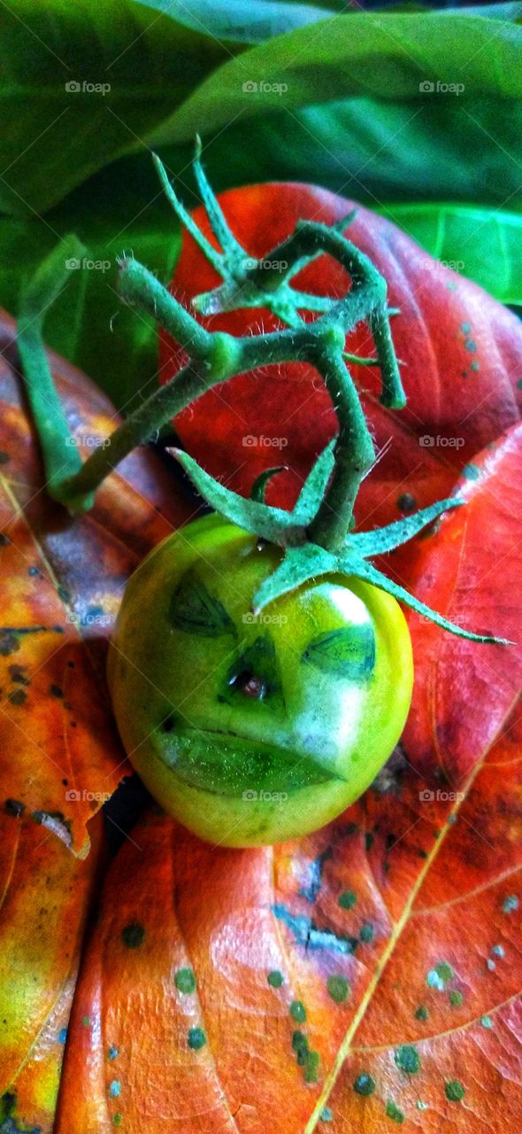 Tomato fruit with a cynical face.