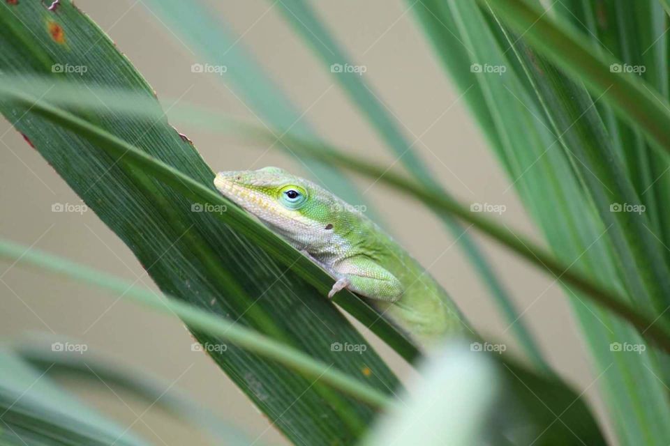 green living lizard