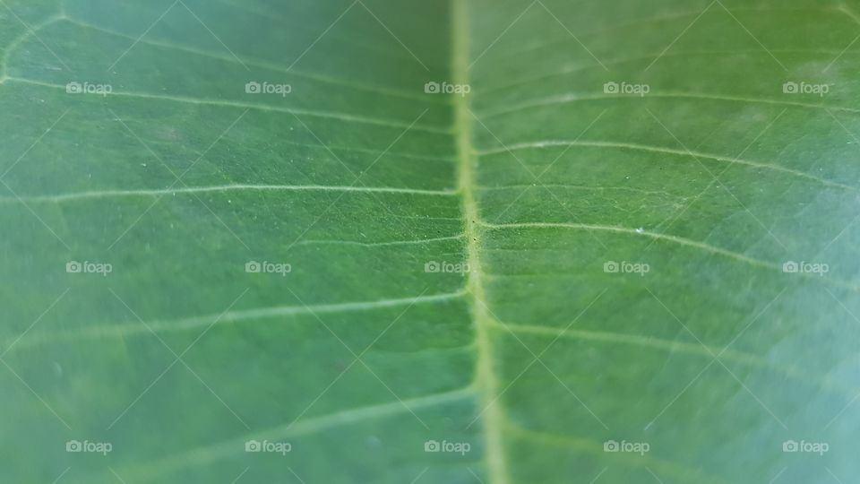 leaf wallpaper