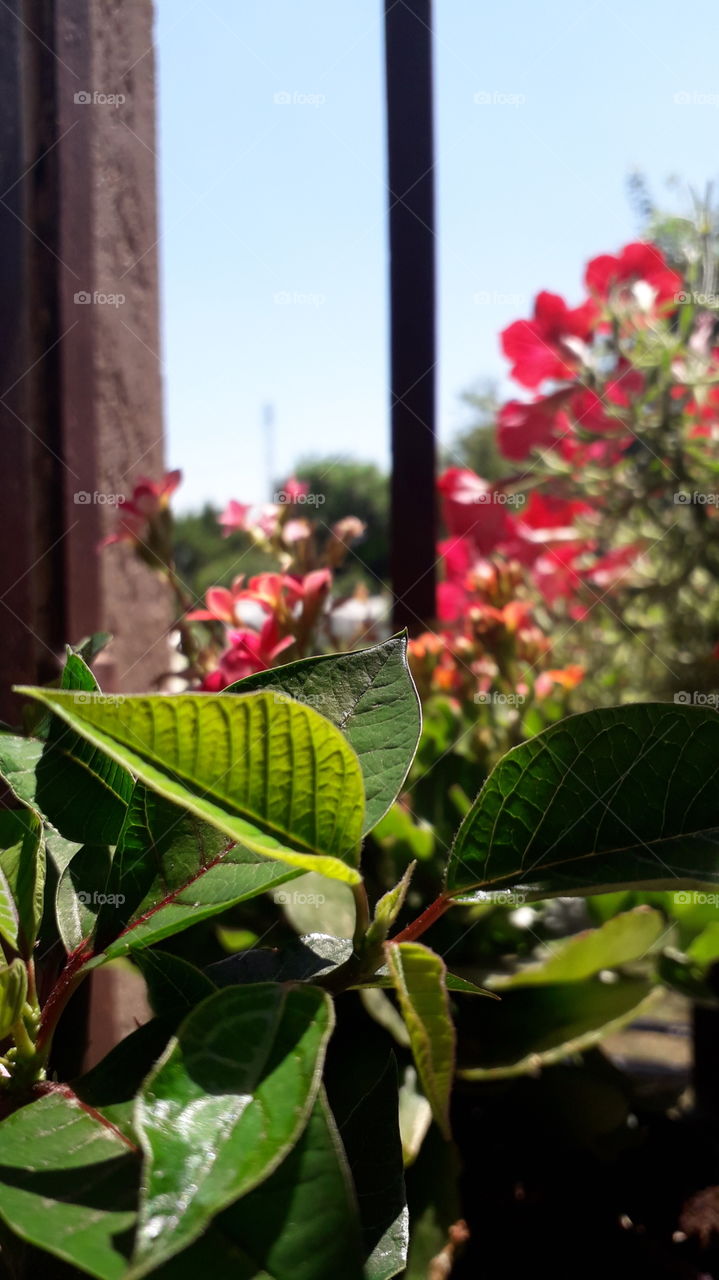 flowers on the window