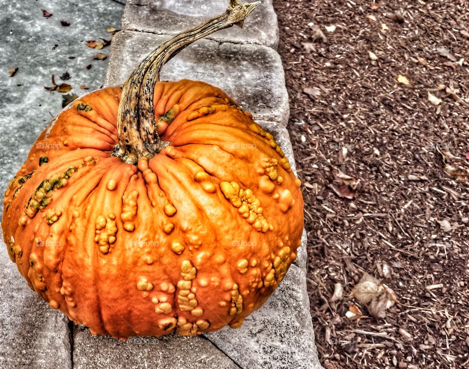 Warty Pumpkin