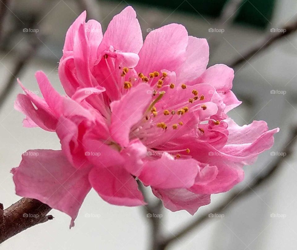 The first peach blossom in spring, beautiful pink color, vivid and lovely, its little delicate blossoms are always attractive to many people in the garden.