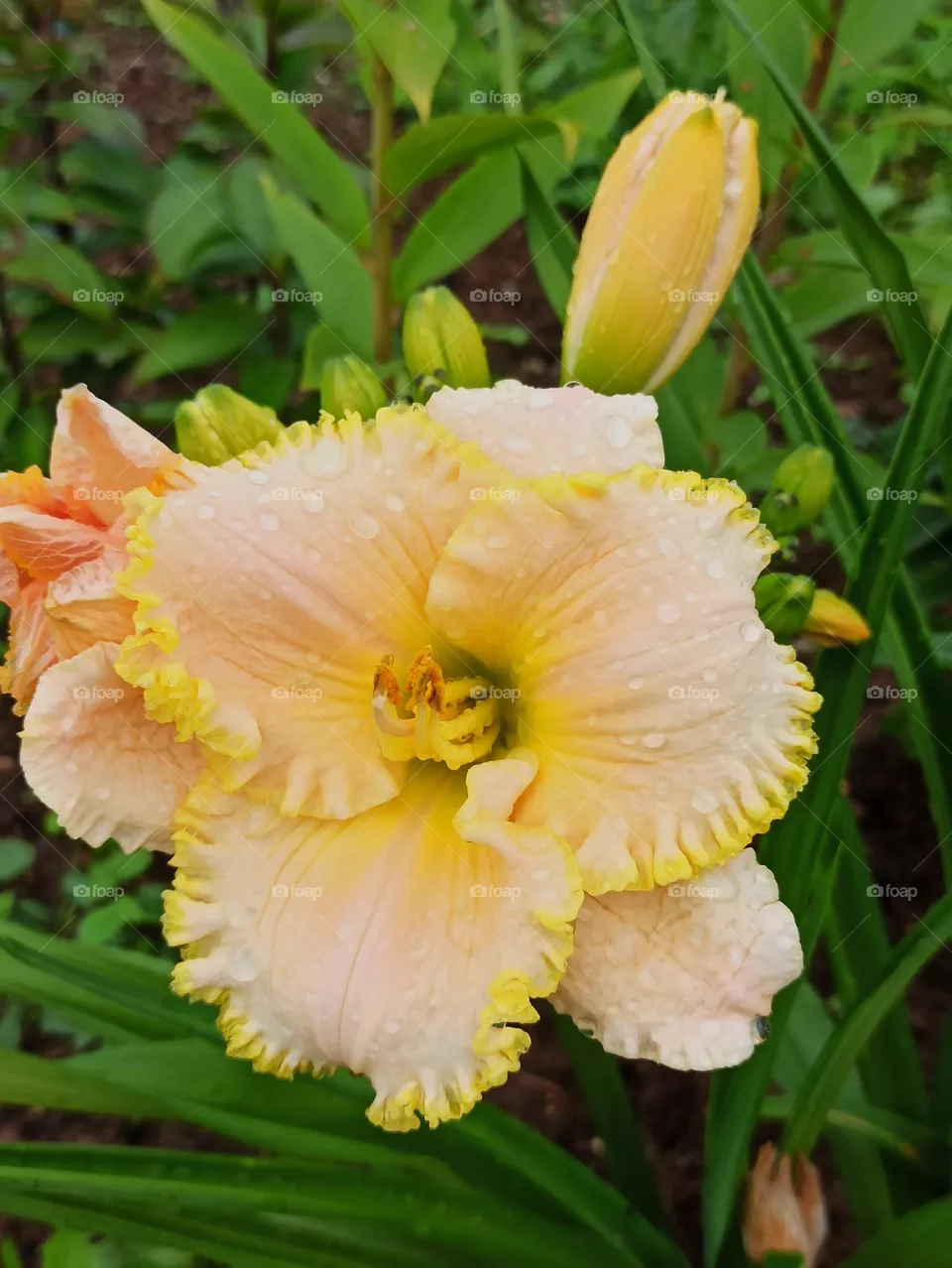 Daylily