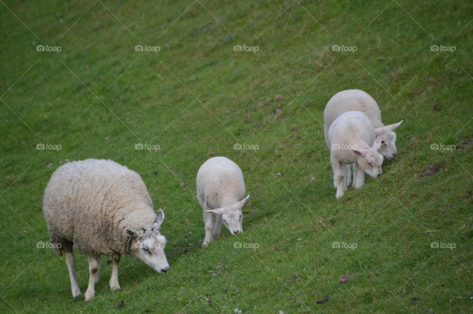 Sheep And Lambs