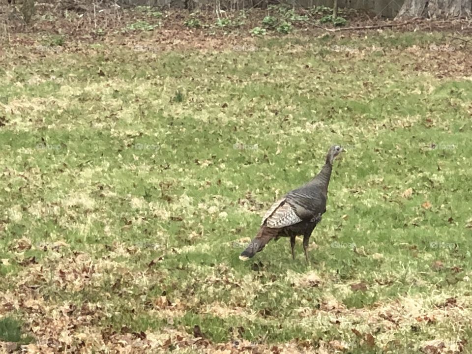 Turkey in the backyard