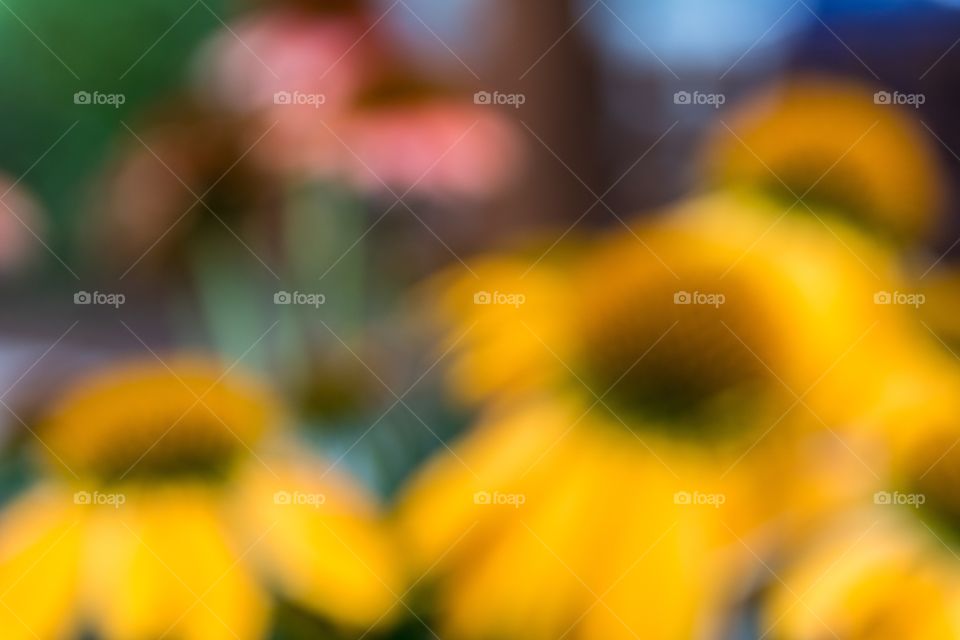 Horizontal photo of intentionally blurred yellow, red, brown and greed cone flowers meant to be used as a background