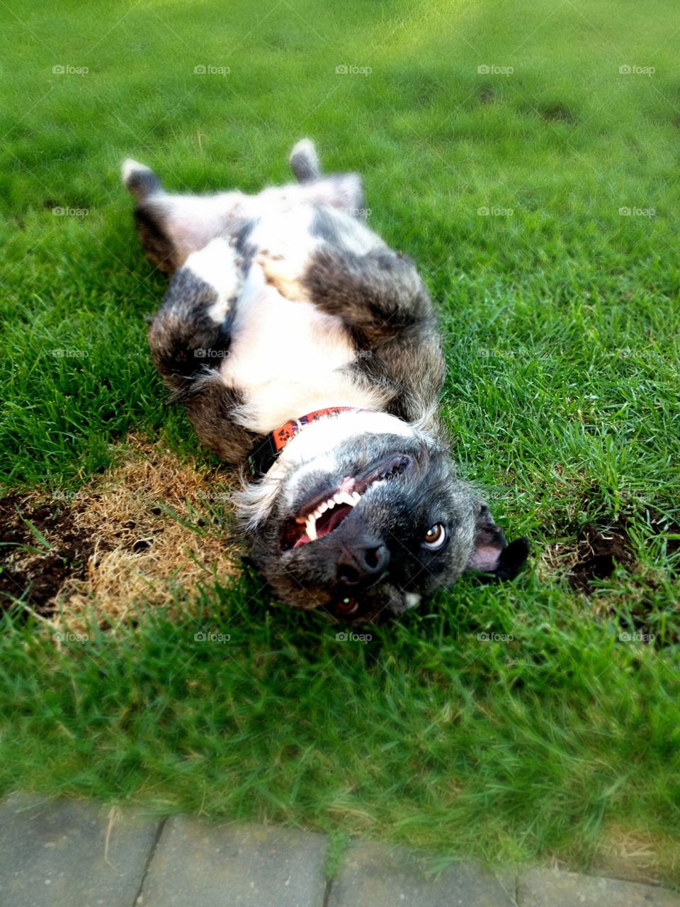 grass dog pet playful by thomasplant