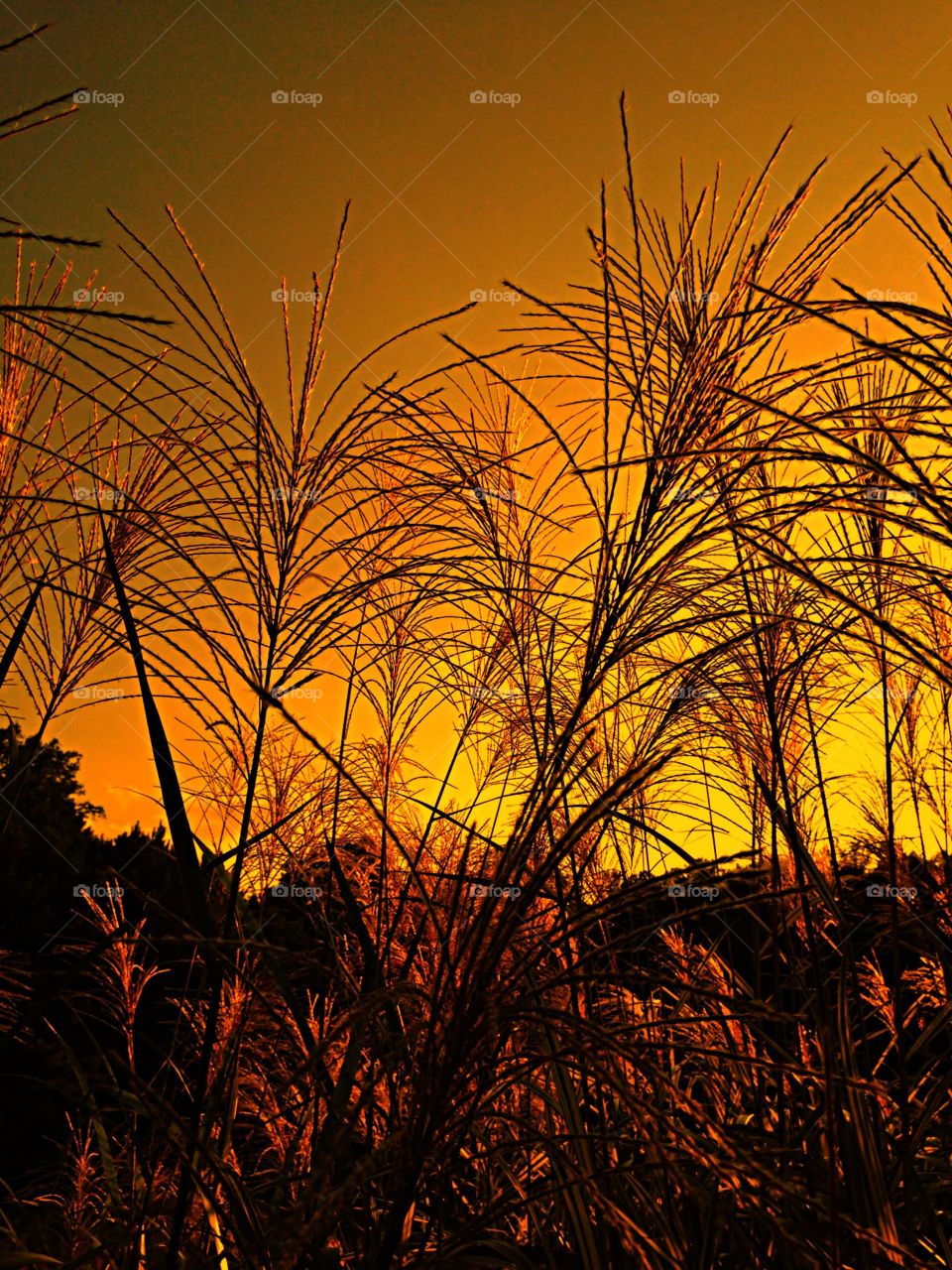 Tall Grass in a Meadow at Dusk