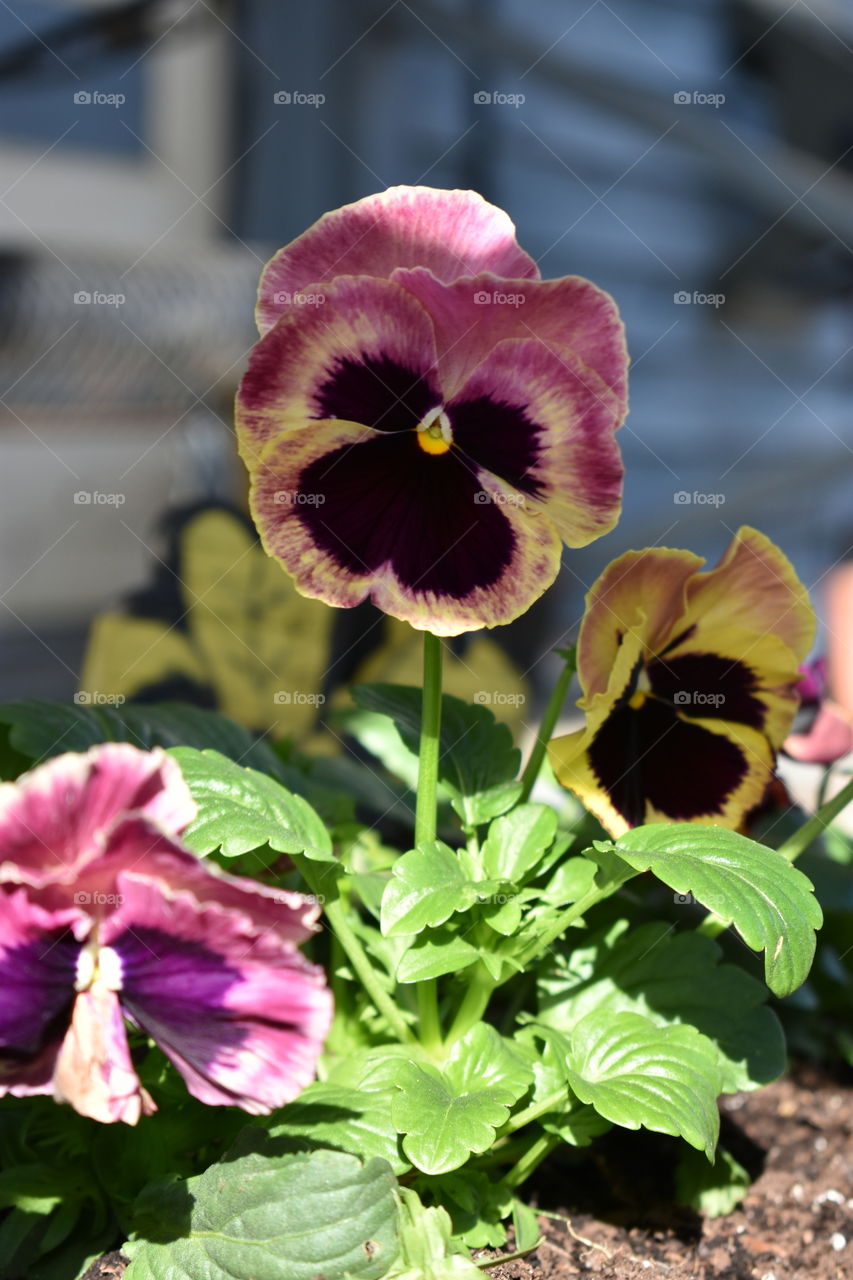 pansies