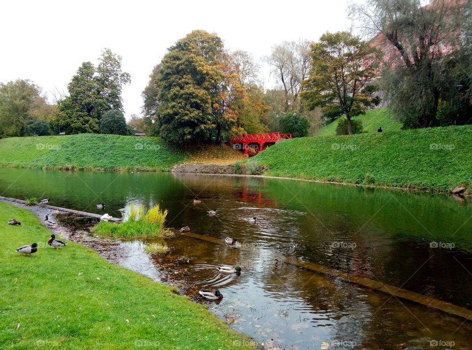 Landscape, Grass, Water, Pool, Nature