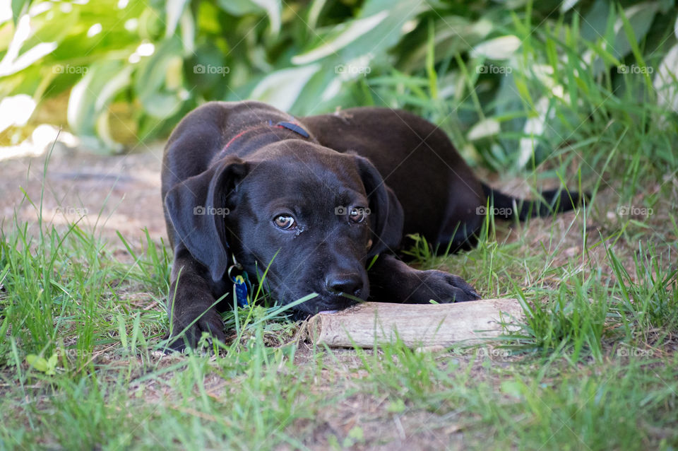 Close-up of black labrador