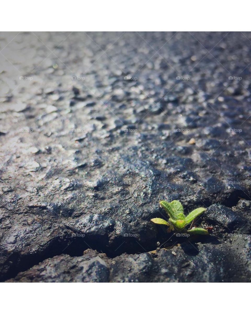 Some may see a weed growing in the pavement. I see life, fighting against all odds.