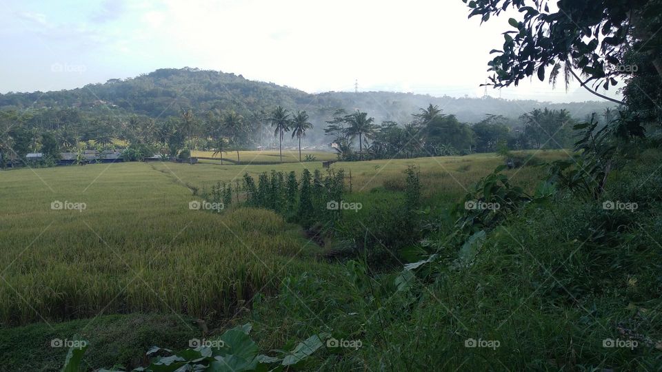 Beautiful view in the afternoon in the rice fields