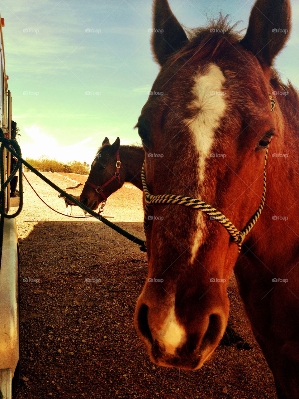 Ready to go horseback riding