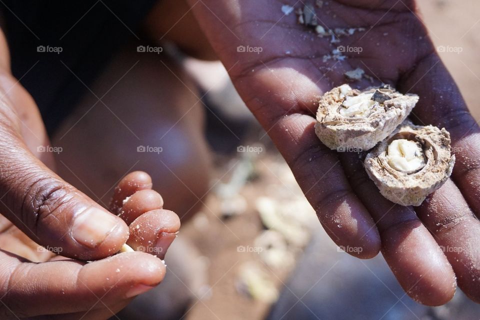 Hands showing inside of nuts at Mukuni Village in Zambia 