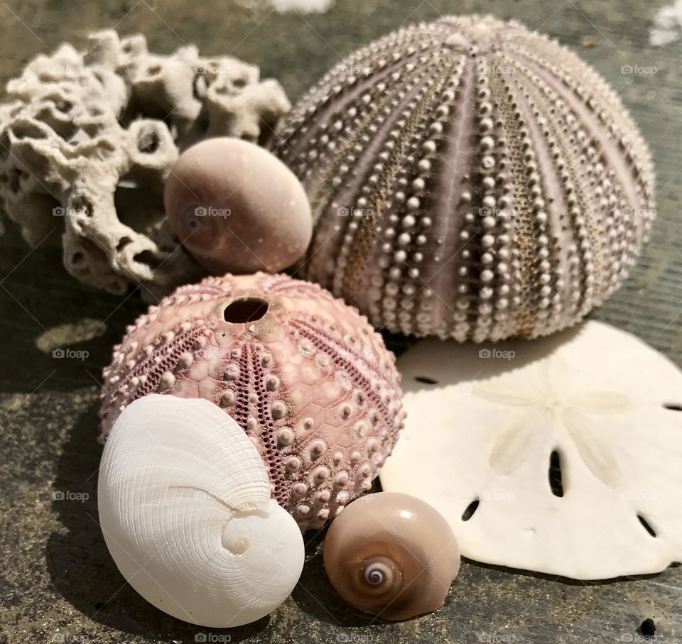 Sand dollars, sea urchin & shells oh my!