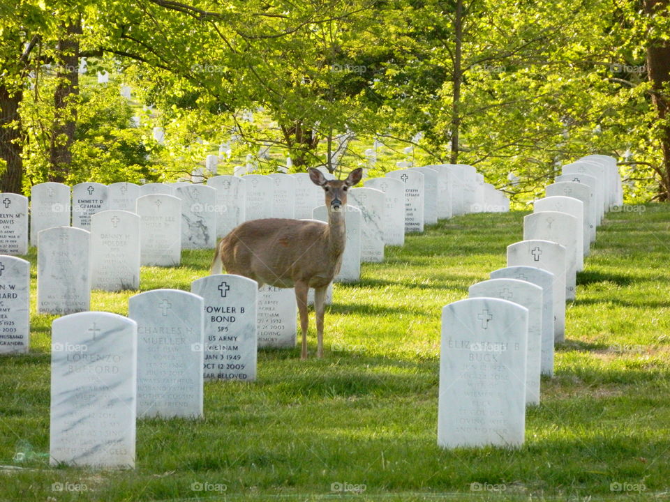 deer in the tombstones