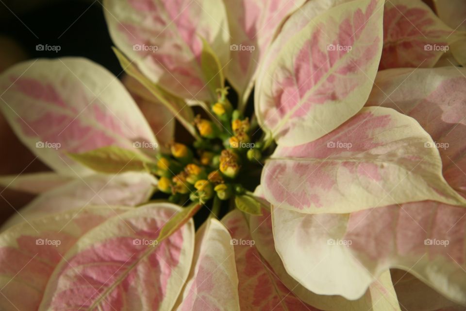 Flowers, poinsettias, pink, holidays 