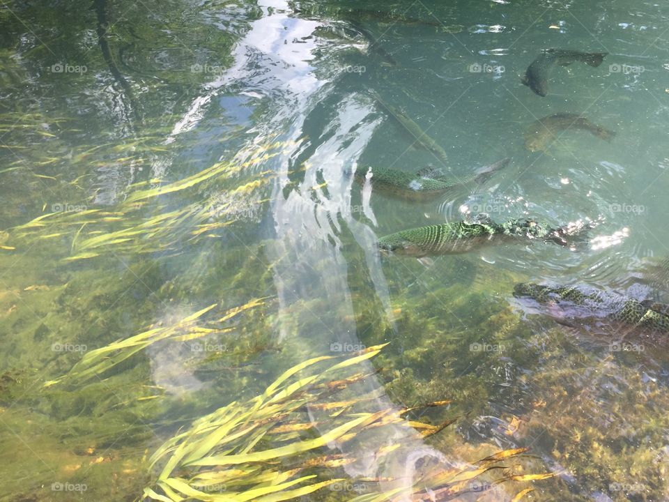 Trout in river flow