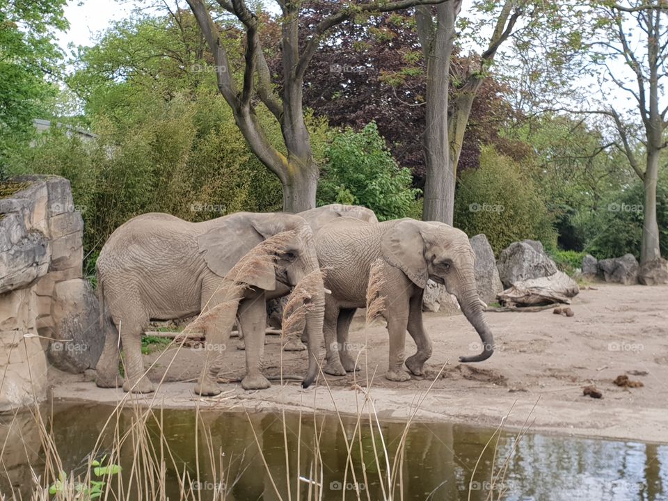 two elefants at the water