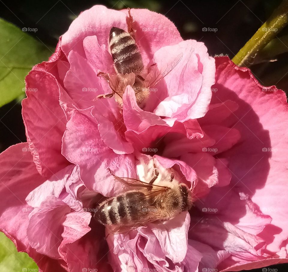 Your best Makro Shots