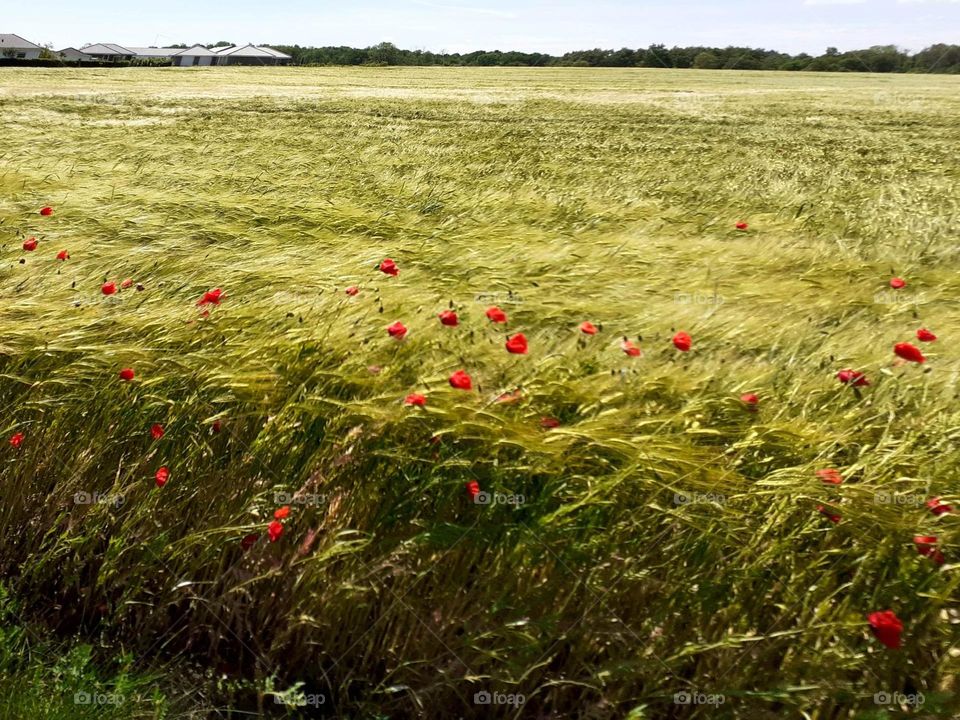 the wind sways the poppies and the grass