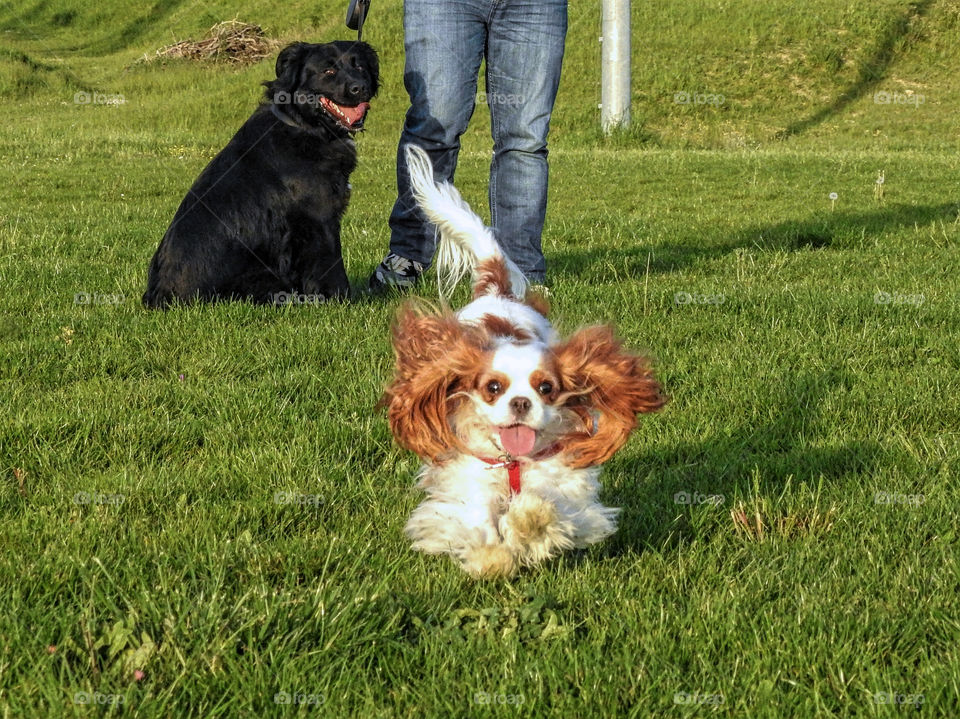 Spring walk with my dog !