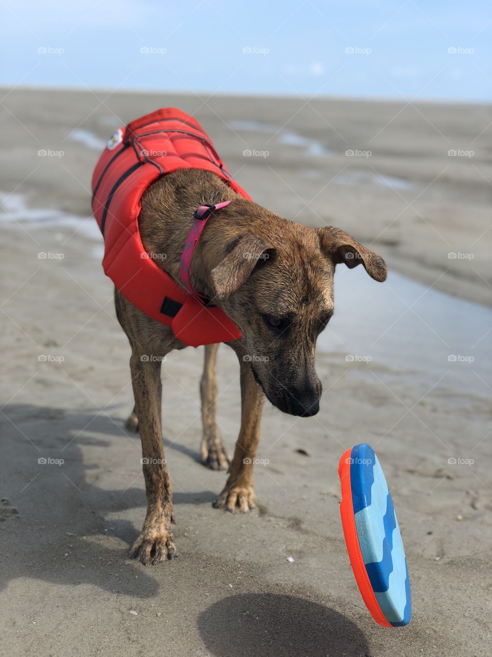 Dog with colorful vest and toy