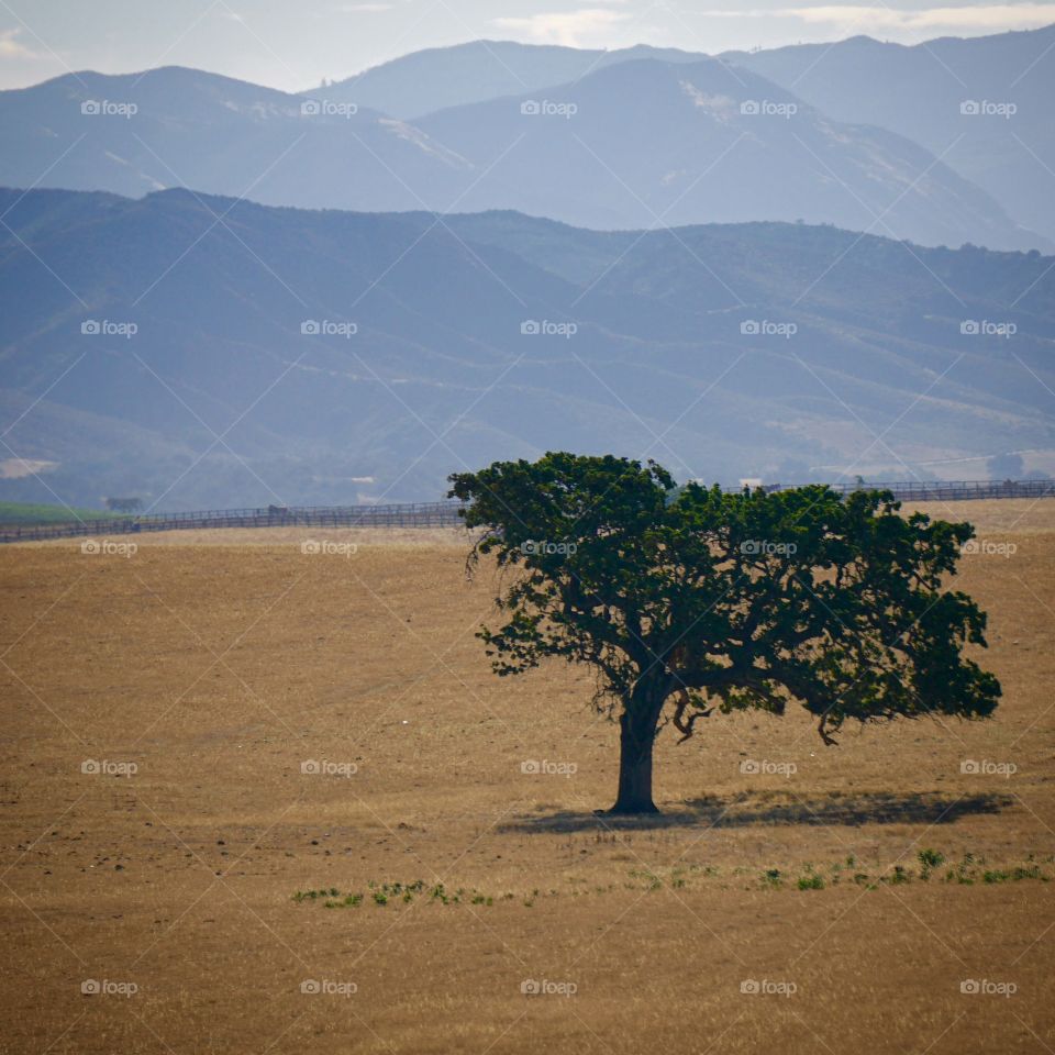 Isolated Tree