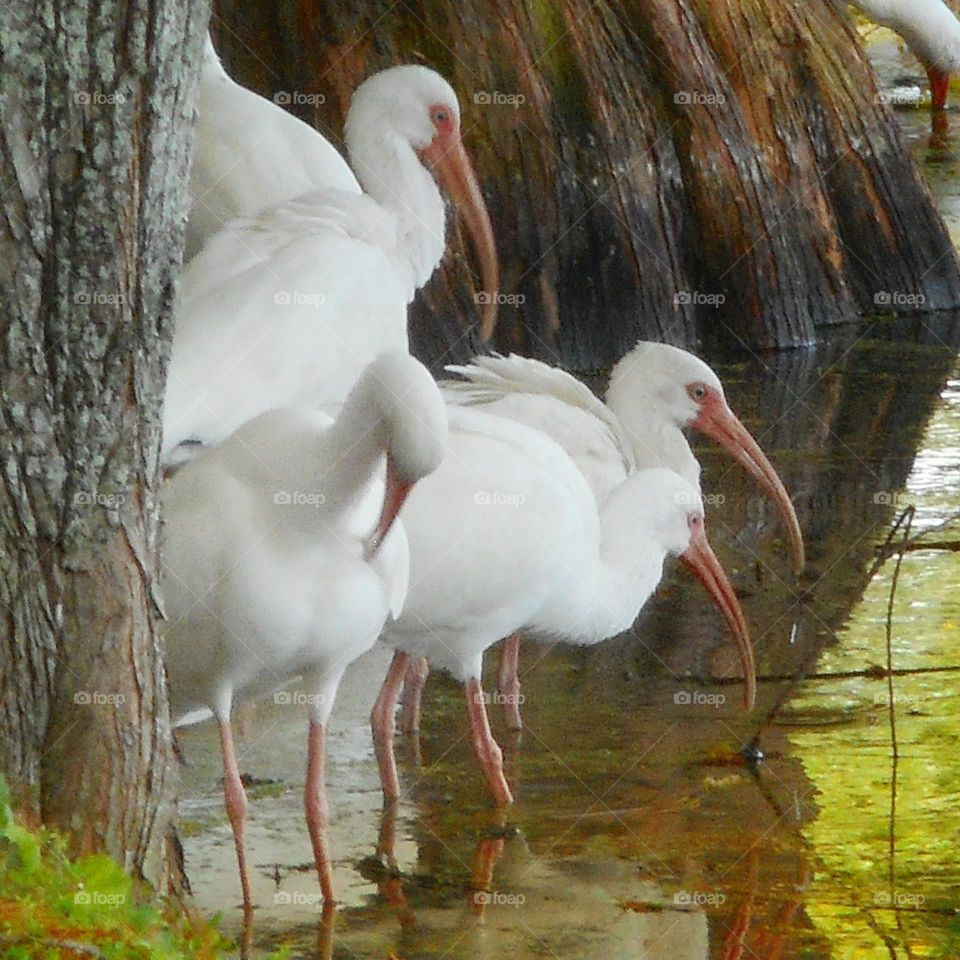 A flock of white ibis stands in the shallow water in between two trees at Lake Lily Park in Maitland, Florida.