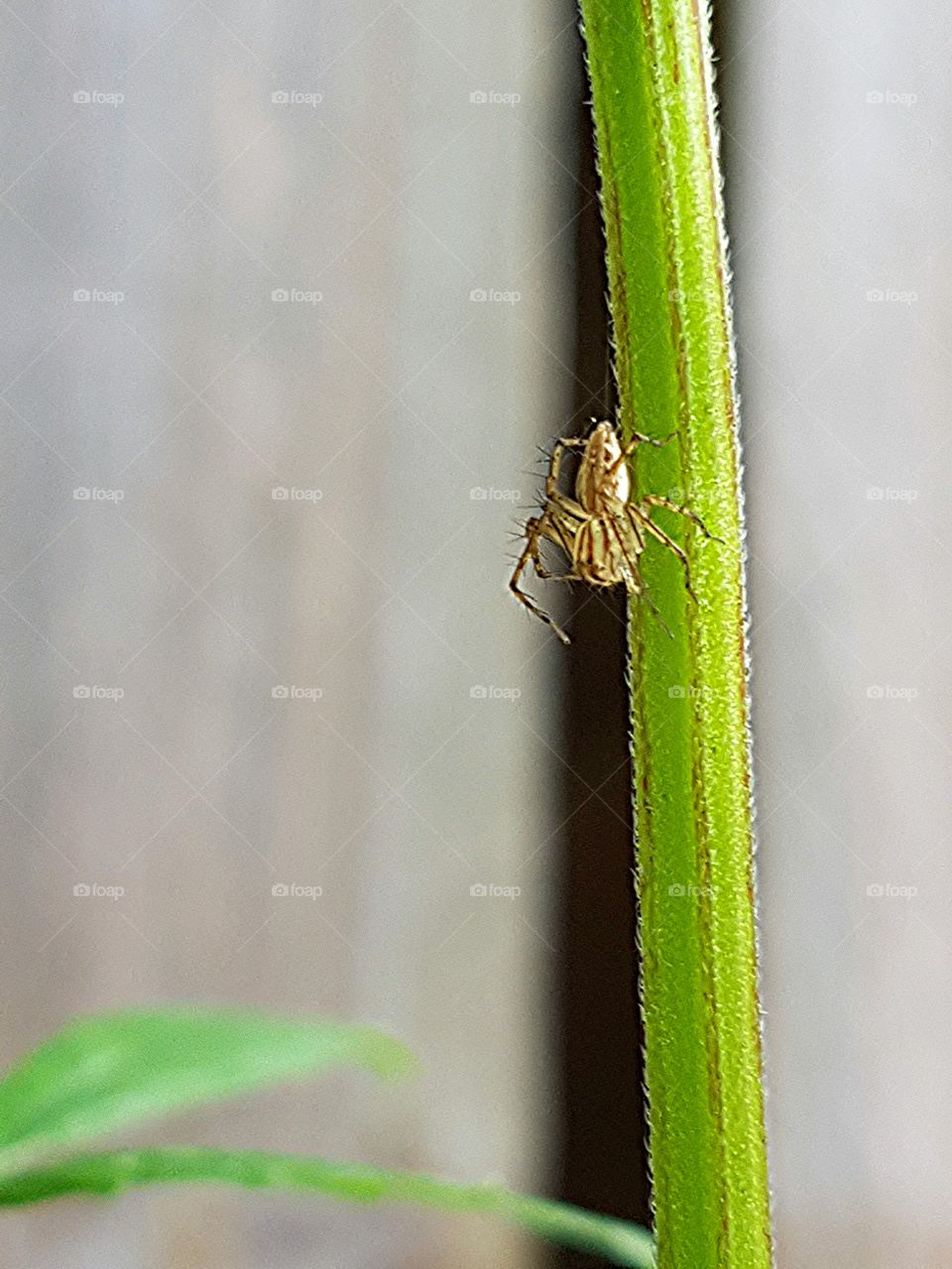 Garden spider