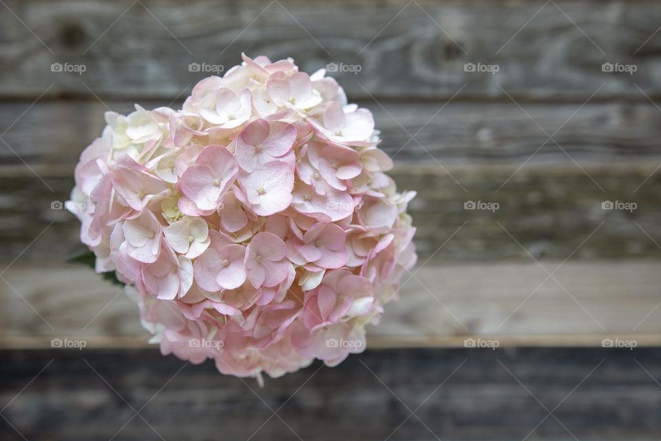 Pink Hydrangeas 