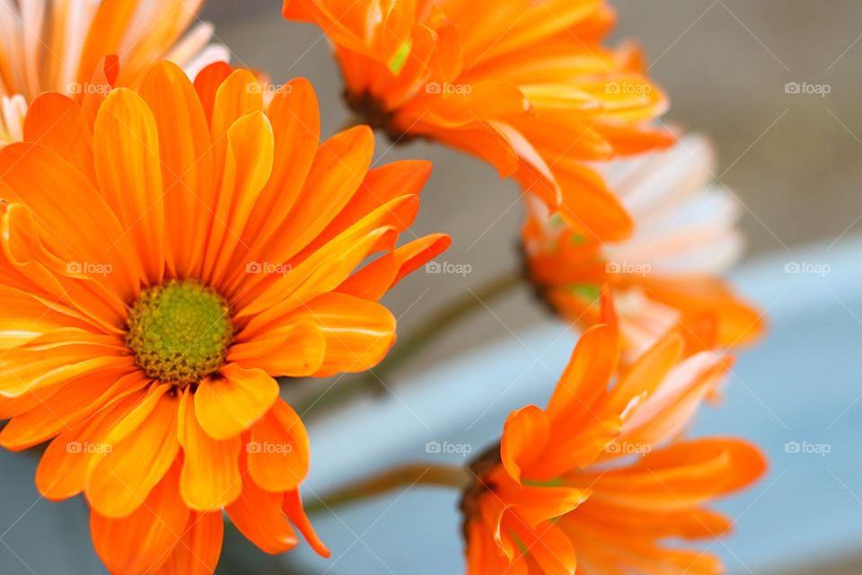 Close-up of orange gerbera flowers