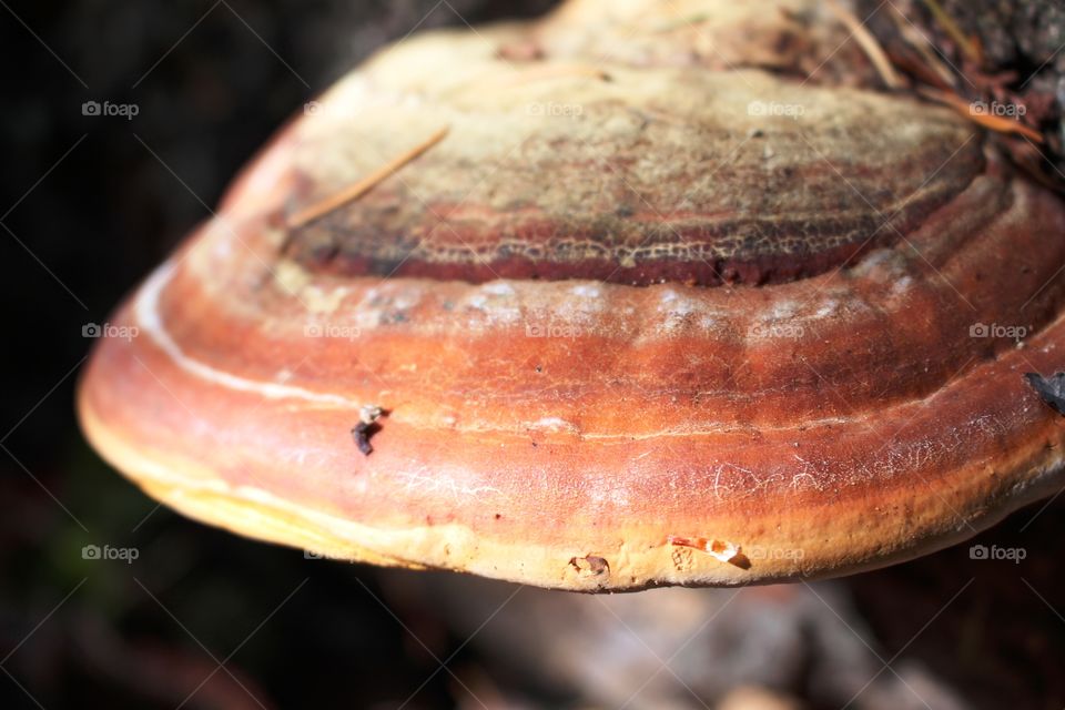 Close-up of turkey tail mushroom