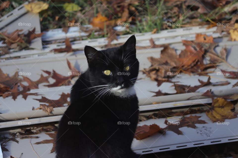 Black Cat in Fall