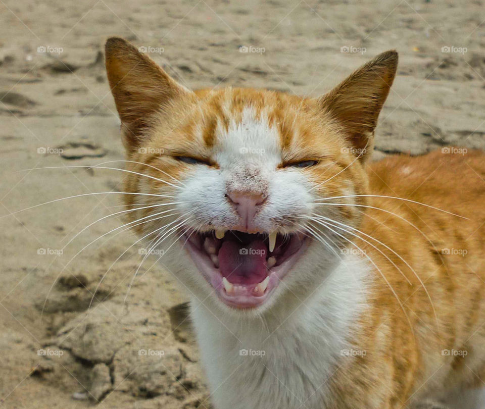 This cat was very angry