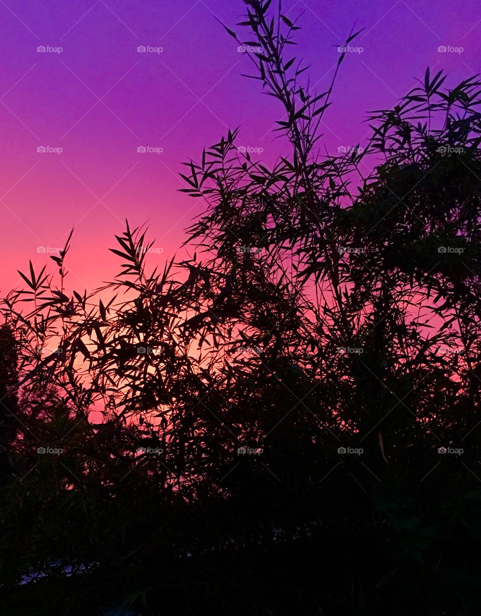 Silhouette of plant leaves against dramatic sky