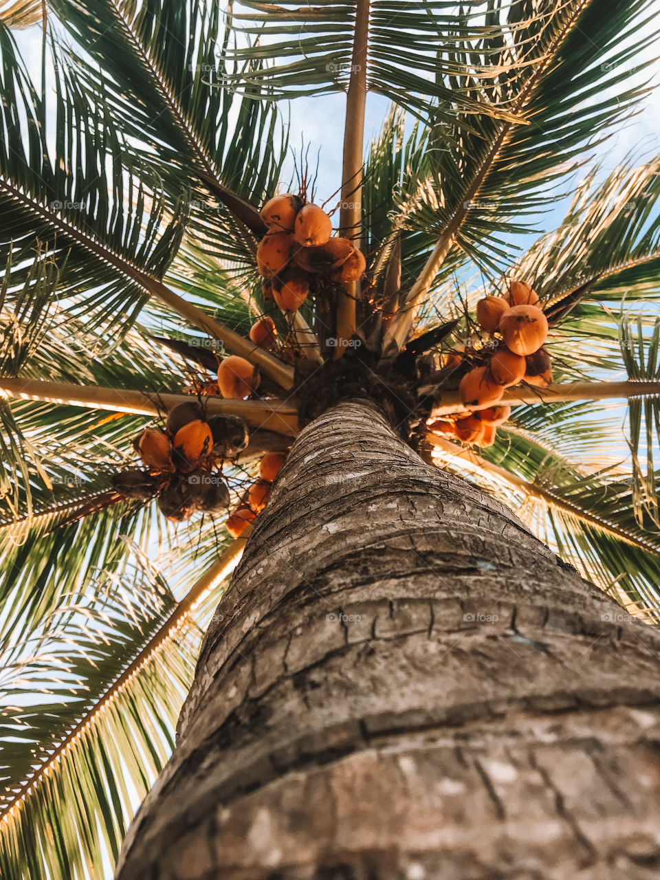 the red crown beaches Bahia Brazil has many coconut trees and several natives take the opportunity to cool off