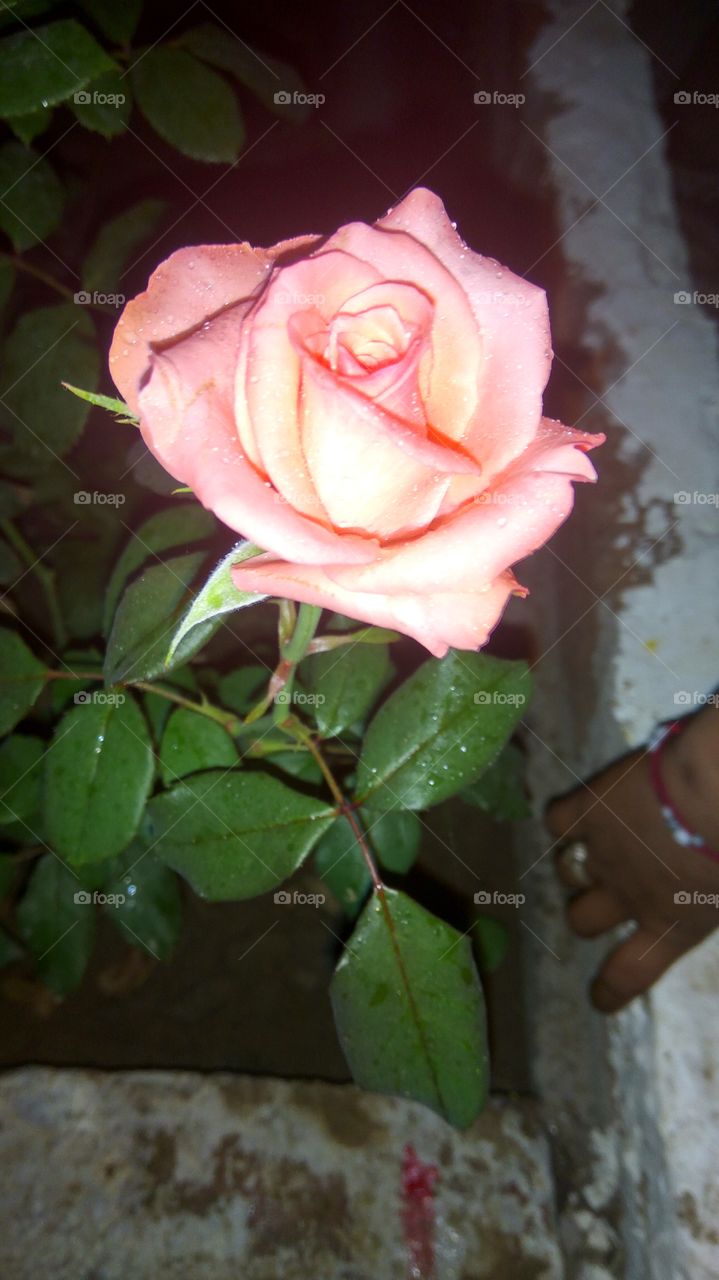 lovely rose