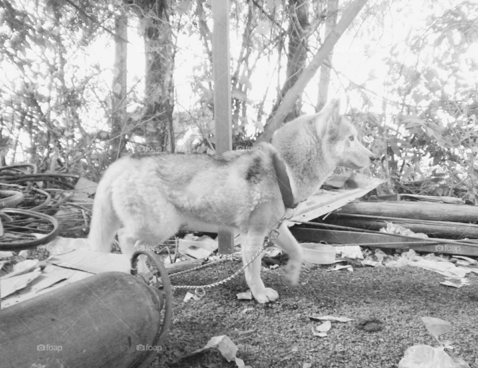 b&w photo of dog,Dog photos, attractive dog photos, a natural photo of a dog, a good dog image, a dog of Indian breed, a great photo of a great dog, a great picture for you, a great picture of a dog, true color photo of a dog