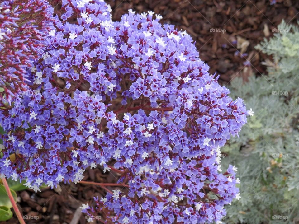 Sea lavender is one of the most beautiful flowers I have taken pictures of. Just wow!