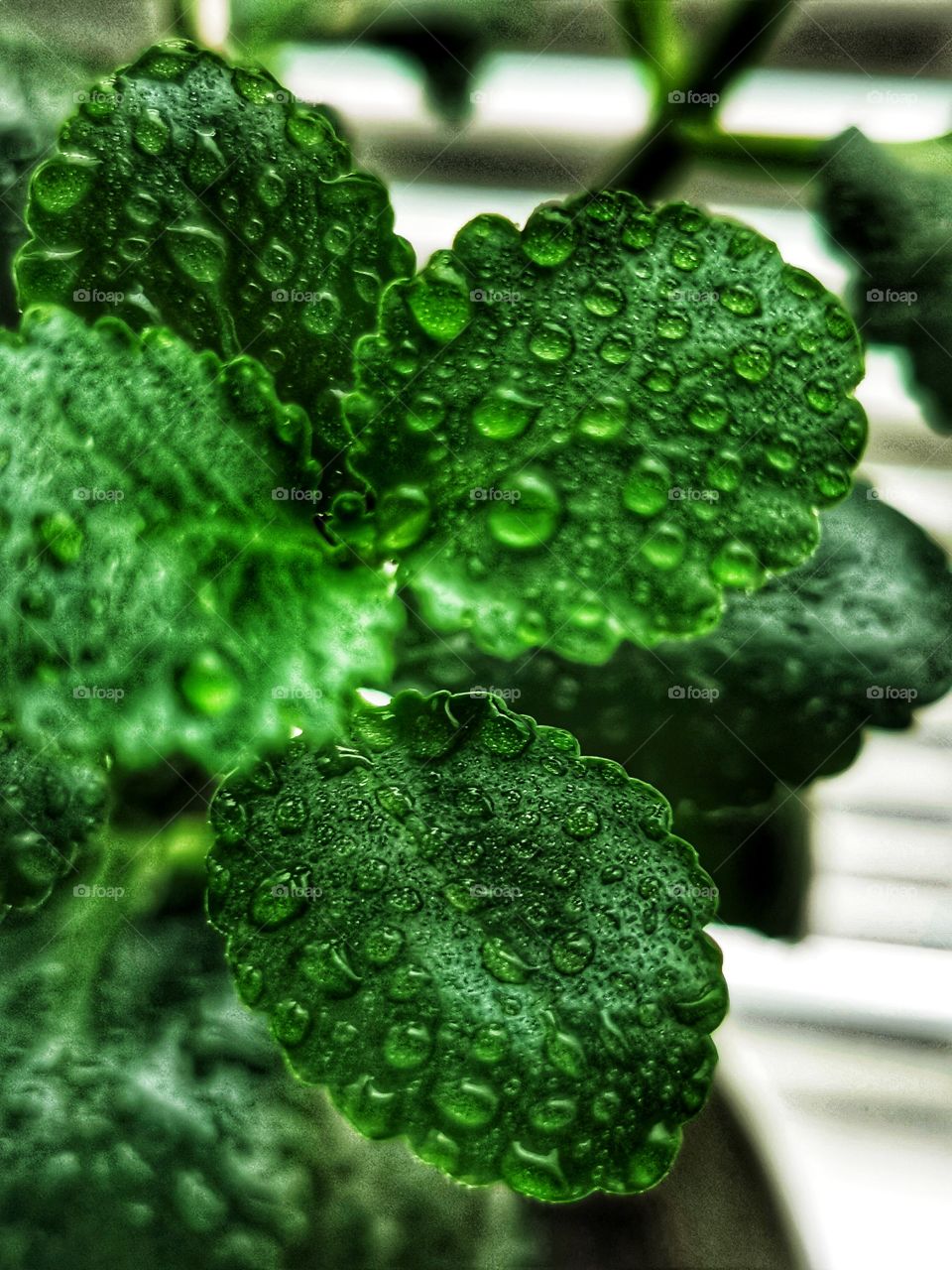 Plants green day forest