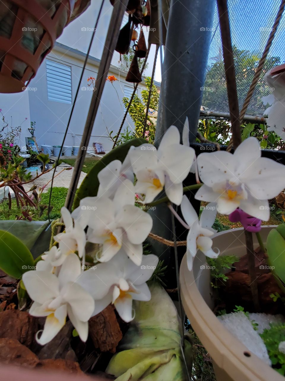 exotic white orchids