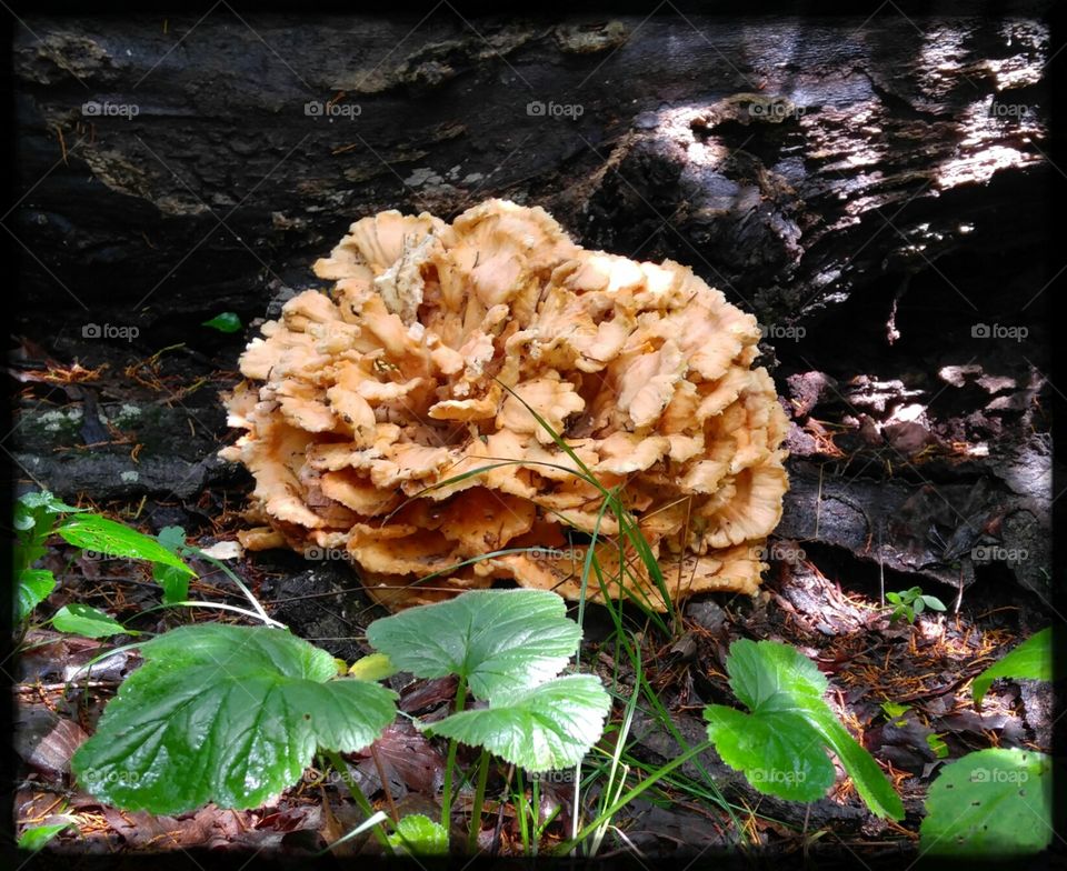 Chicken of the Woods
