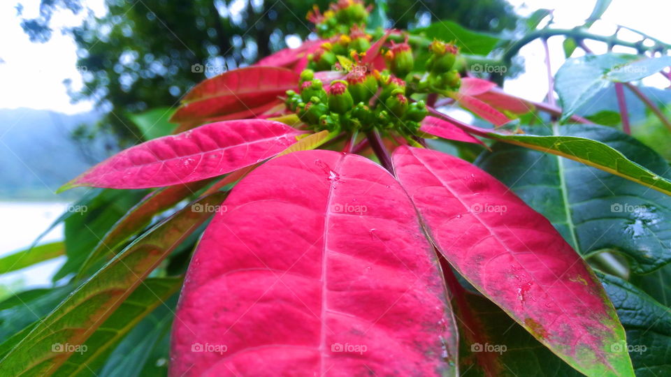 What is this leaf. . ?