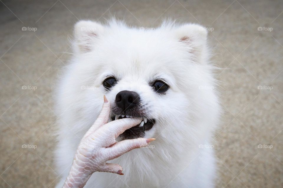 The amazing face to face between a chicken leg and an adorable spitz dog