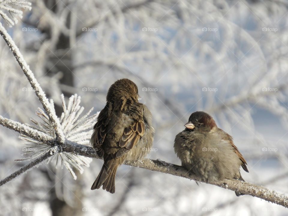 в зимнем парке