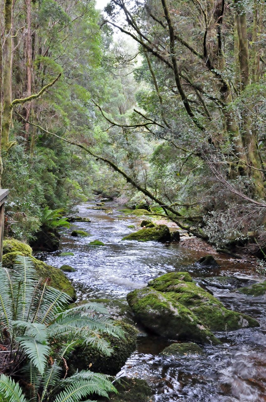 Stream through the forest 