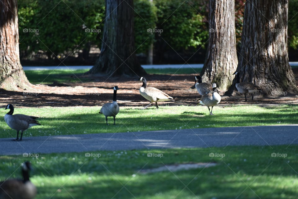 Ducks roaming in a park